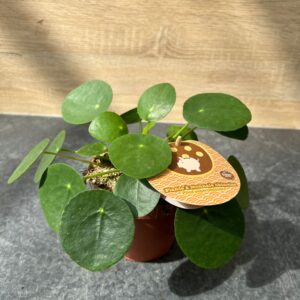 2000000000023-pilea-peperomioides---plante-a-monnaie