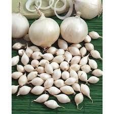 3330800000038-oignons-snowball-blanc-250gr