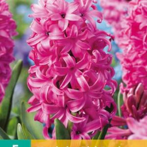 8712438501418-x---5-jacinthes-pink-pearl-1516