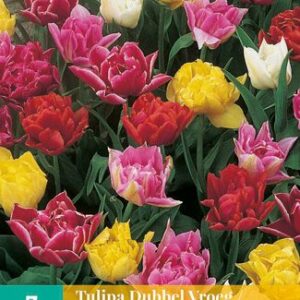 8712438502903-x---7-tulipes-doubles-hatives-mix-1112
