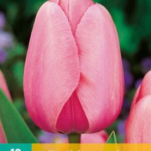 8712438504259-x-10-tulipes-pink-impression-1112