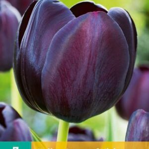 8712438504709-x---7-tulipes-queen-of-night-1112