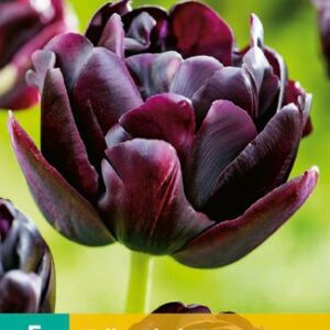 8712438507403-x---5-tulipes-black-hero-1112