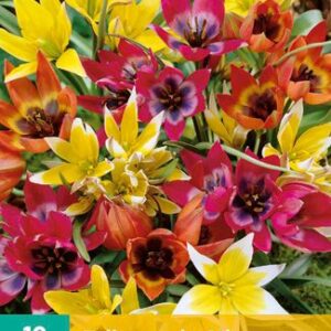 8712438510434-x-10-tulipes-species-mix-6