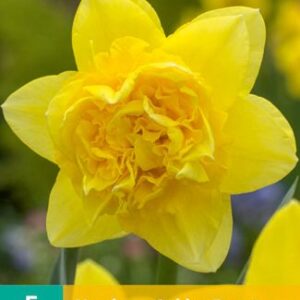 8712438512384-x---5-narcisses-golden-ducat-1214