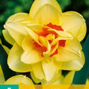 8712438512452-x---5-narcisses-tahiti-1214