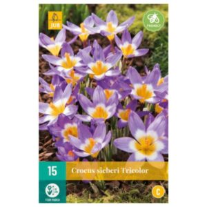 8712438515859-x-15-crocus-sieberi-tricolor-5