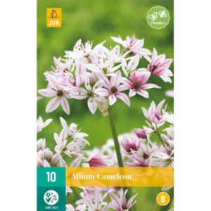 8712438517082-x-10-allium-cameleon-4