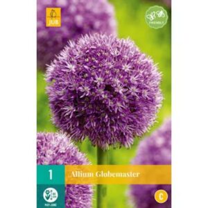 8712438517150-x---1-allium-globemaster-1820