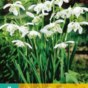 8712438519659-x---7-galanthus-flore-pleno-5