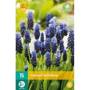 8712438521201-x-15-muscari-latifolium-6