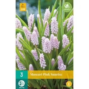 8712438521249-x---3-muscari-pink-sunrise-5