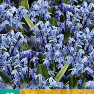 8712438522109-x-20-scilla-siberica-78