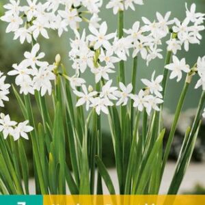 8712438524059-x---3-potnarcis-paperwhite-1516