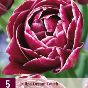 8712438526183-x---5-tulipes-dream-touch-1112