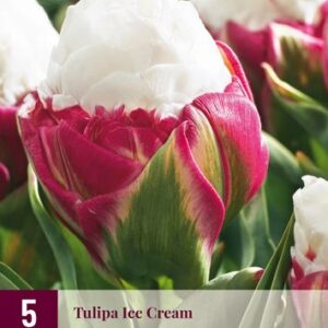 8712438526466-x---5-tulipes-ice-cream-1112