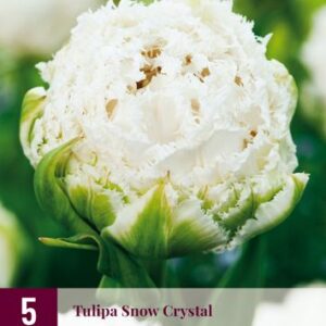 8712438526824-x---5-tulipes-snow-crystal-1112