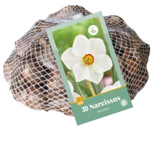 8712438540288-x---30-narcisses-recurvus-1012
