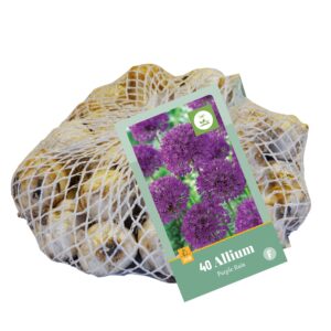 8712438540868-x---40-allium-purple-rain-1012