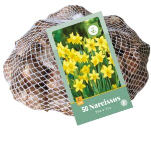 8712438541308-x---50-narcisses--tete-a-tete-1011