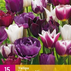 8712438541391-x-15-tulipes-blueberry-mix-1112