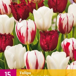 8712438541551-x-15-tulipes-dutch-design-mix-1112