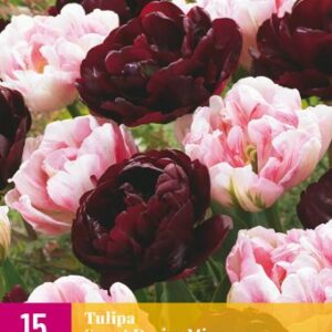8712438541667-x-15-tulipes-sweet-desire-mix-1112