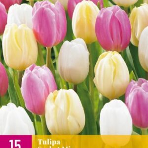 8712438541933-x-15-tulipes-sorbet-mix-1112