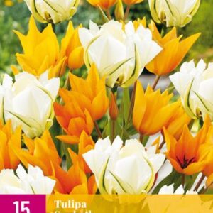 8712438542046-x-15-tulipes-sunbath-i