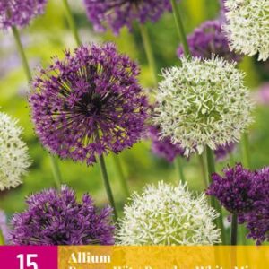 8712438543395-x-15-allium-pourpre---blanc-1012