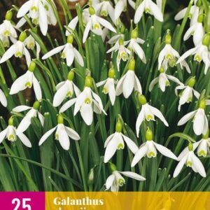 8712438543593-x-25-galanthus-elwesii-56