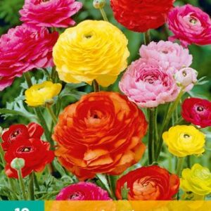 8712438626203-x-10-ranunculus-mix-67
