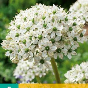 8712438975073-x---5-allium-nigrum-1012