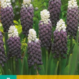 8712438975165-x---7-muscari-grape-ice-5