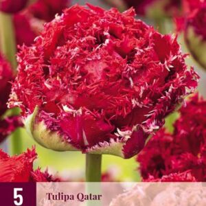 8712438975202-x---5-tulipes-qatar-12