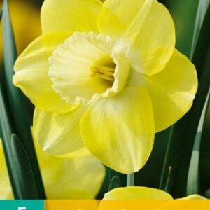 8712438977039-x---5-narcisses-cairngorm-1214