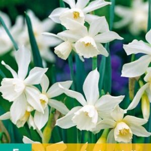 8712438977091-x---5-narcisses-triandrus-thalia-1012