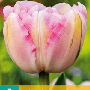 8712438982514-x---7-tulipes-finola-1112