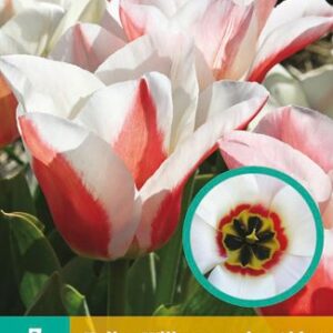 8712438982545-x---7-tulipes-willem-van-den-akker-1112