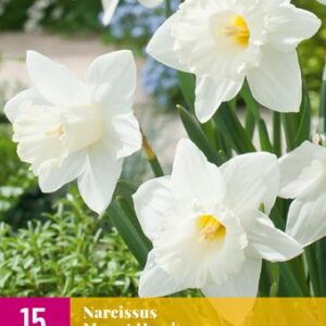 8712438982712-x-15-narcisses-mount-hood-1012