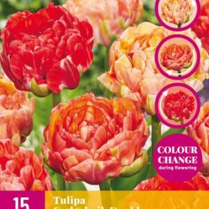 8712438982798-x-15-tulipes-gudoshnik-double-1112