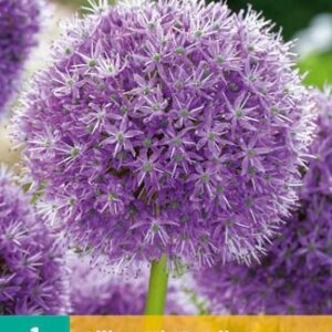 8712438982828-x---1-allium-his-excellency-1820