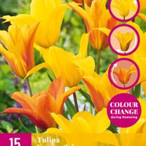 8712438982866-x-15-tulipes-vendeeglobe-1112