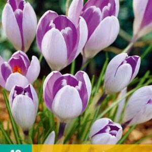 8712438982873-x-10-crocus-vanguard-78