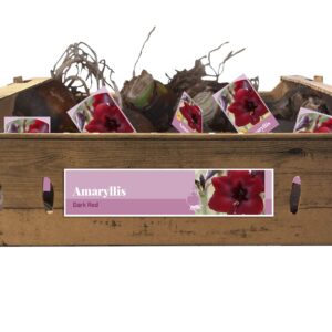 8712438983269-amaryllis-rouge-fonge-incl-tag-3234