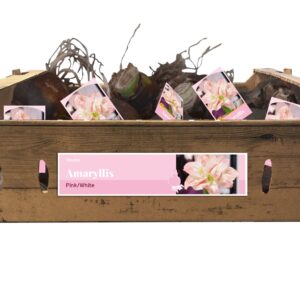 8712438983283-amaryllis-double-roseblanc-incl-label-3234