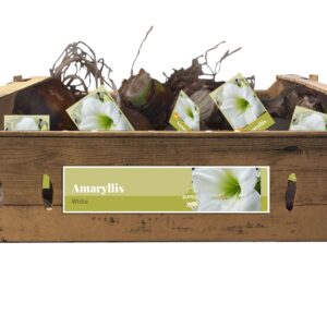 8712438983320-jumbo-amaryllis-blanc-incl-tag-3840