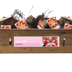 8712438983337-jumbo-amaryllis-rougeblanc-incl-tag-3840