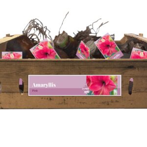 8712438983344-jumbo-amaryllis-rose-incl-tag-3840