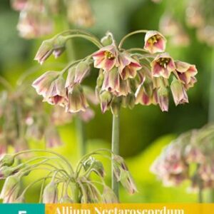 8712438989018-x---5-allium-nectaroscordum-siculum-1012